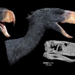 Hallan los restos de un niño neandertal devorado por un ave gigante