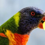 ¿Y si el color de cada fruta depende del animal que se la come?