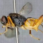 Descubren a la avispa Godzilla que emerge del agua para atacar