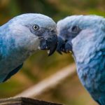 Los guacamayos que inspiraron la película ‘Río’ regresan a Brasil tras 20 años de declararse extintos en su entorno natural