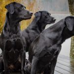 Científicos determinan que un año humano no equivale a siete años de perro
