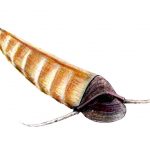 La pieza que sobraba en el puzzle de la evolución: descubren a qué especie pertenece este extraño fósil
