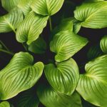 HOJA ARTIFICIAL IMITA EL PROCESO DE LA FOTOSÍNTESIS