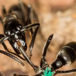 Estas hormigas se curan las heridas unas a otras con sus propios antibióticos