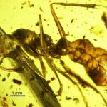 Hallan un fósil de ‘hormiga del infierno’ preservado en ámbar de 99 millones de años de antigüedad