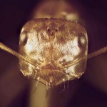 ¿Hay algún insecto que pueda vivir a 70º C?