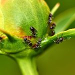 Descubren cuántas hormigas viven en la Tierra y el número es sorprendente