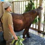 IMAN: MUERE EL ÚLTIMO RINOCERONTE DE SUMATRA DE MALASIA