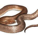 Descubren una nueva especie de serpiente en el estómago de otra serpiente
