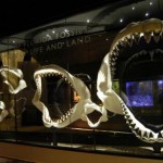 Resuelven el enigma de la extinción del tiburón más grande que ha existido.