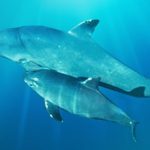 10 Datos Curiosos que debes saber sobre la Vaquita Marina