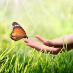 ¿Cuántos insectos hay en el mundo?