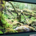 JOLED comienza la producción de prueba de paneles OLED impresos