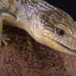 Este lagarto asusta a los predadores con un superpoder descubierto por científicos