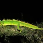 Reaparece un reptil con un cuerno en la nariz que fue dado por extinto durante todo el siglo XX