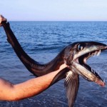 Encuentran en una playa misterioso pez de aguas profundas