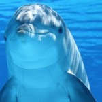 12 curiosidades sobre a la inteligencia de los delfines