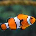 Ictiofobia (fobia a los peces): síntomas, causas y tratamiento