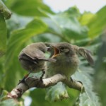Las aves sin crías también ayudan en la crianza