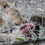 Único caso documentado: una leona adopta y cría a un cachorro de leopardo junto a su camada