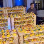 La batería de limones que rompió el récord Guinness: 1.275 voltios con 2.016 mitades de limón