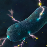 Lo nuevo de las bacterias de la tripa: producen electricidad