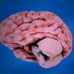 Logran por primera vez mantener cerebros vivos fuera del cuerpo (y se arma un gran revuelo)