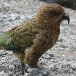 Descubren que una especie de loro pudo haber elegido como hábitat los ecosistemas alpinos para alejarse de los humanos