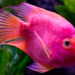 Los peces saben distinguir si un buceador lleva arpón