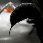 La picadura de esta avispa es tan dolorosa que la única recomendación de la ciencia es: “tumbarse y gritar”