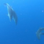 ¡Fuera de aquí! Los delfines salvan de un tiburón a un grupo de buzos
