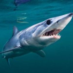 ¿Sabías que el “tiburón marrajo” es el animal más rápido del océano?