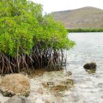 Manglares mexicanos llevan secuestrando carbono desde hace 5.000 años