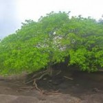 “La manzanilla de la muerte” es el árbol más peligroso del mundo ¿Sabes por qué?
