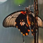 Por qué un aguacero no mata a las mariposas