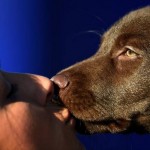 Estudio confirma que tener mascotas mejora la salud mental de las personas