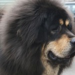 Resultó que el cachorro no era un perro