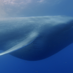 La sorprendente razón por la que las ballenas tienen ese descomunal tamaño