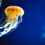 Los científicos descubrieron algo más horrible que los peces del abismo en el océano