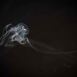 Descubren en Hong Kong nueva especie de medusa de caja con 24 ojos