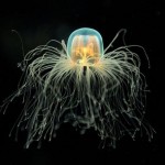 ¿Sabías que existe una especie de medusa que es inmortal?