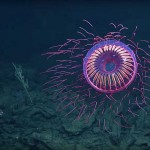 Encuentran llamativa medusa en Colima