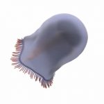 Hallan fósiles de las primeras medusas nadadoras de hace 500 millones de años