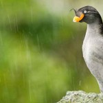 Las aves marinas que viven entre lava