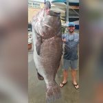 Atrapa un enorme pez de casi 160 kilos en Florida y resulta ser de una especie casi amenazada que sorprende con su edad