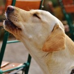 La verdadera razón por la que los perros aúllan cuando escuchan una sirena (no, no es por dolor)