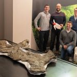 Hallan en el Pirineo restos de la tortuga marina más grande de hace 83 millones de años