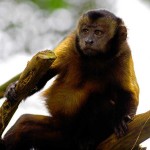Monos salvajes de Brasil llevan 3.000 años usando herramientas
