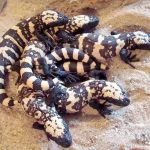 Así es el monstruo de Gila, el lagarto venenoso que habita en el norte de México