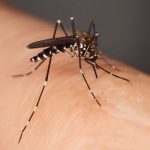Los 2 factores que te hacen más vulnerable a los mosquitos